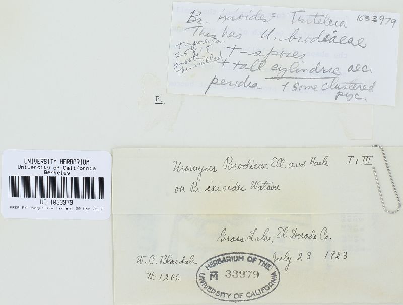 Uromyces brodiaeae image