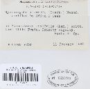 Hyaloscypha atomaria image