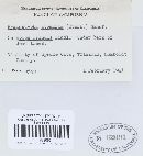 Hyaloscypha atomaria image