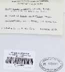 Hyaloscypha atomaria image