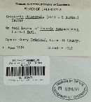 Chloroscypha chloromela image