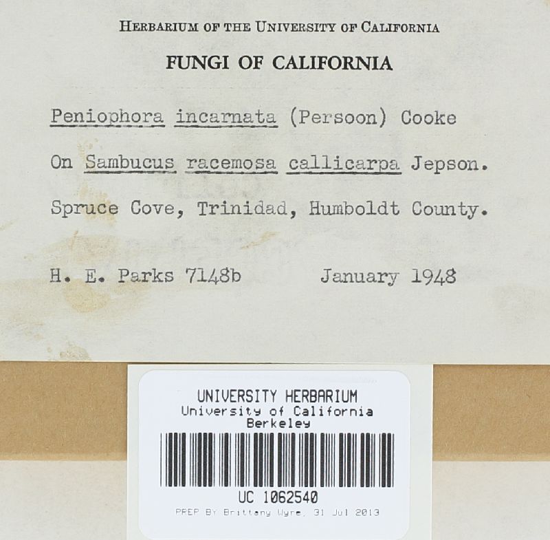 Peniophora incarnata image