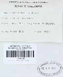 Tuber californicum image