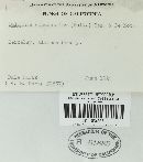 Daldinia concentrica image