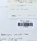 Hysterangium setchellii image