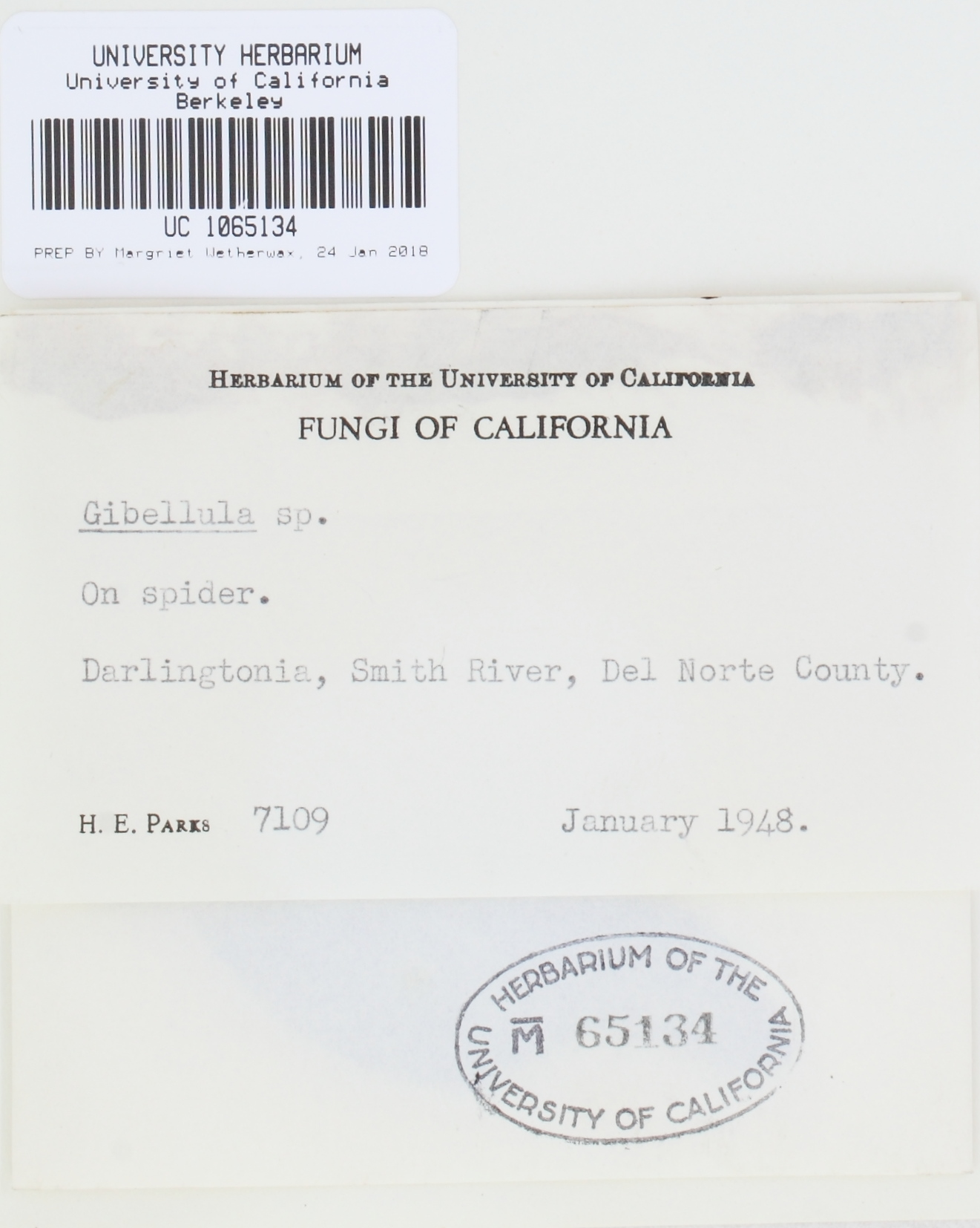 Gibellula