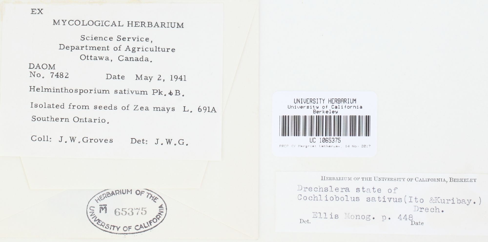 Cochliobolus sativus thumbnail