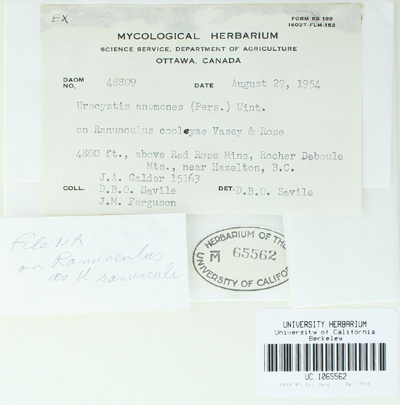 Urocystis ranunculi image