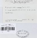 Lachnum pulverulentum image