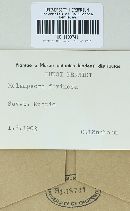 Melampsora caprearum image