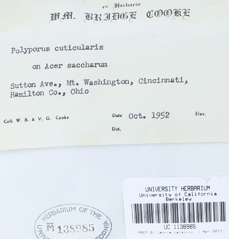 Inonotus cuticularis image