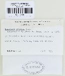 Calloria cremea image