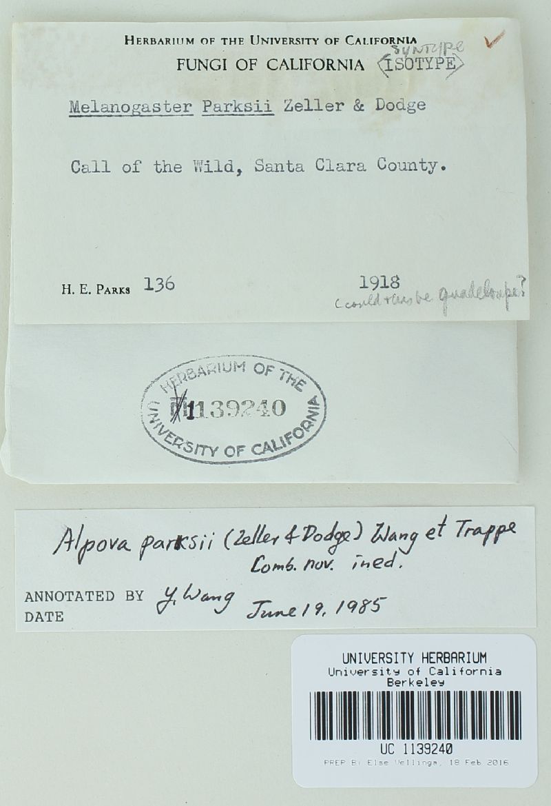 Melanogaster parksii image