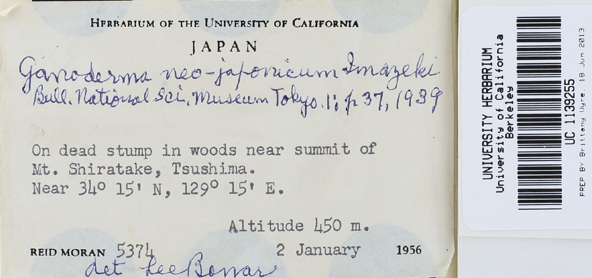 Ganoderma neojaponicum