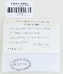 Clavidisculum karstenii image