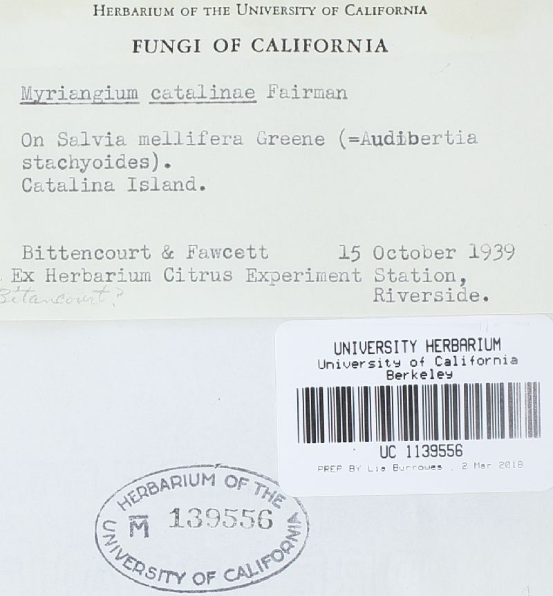 Myriangium catalinae image