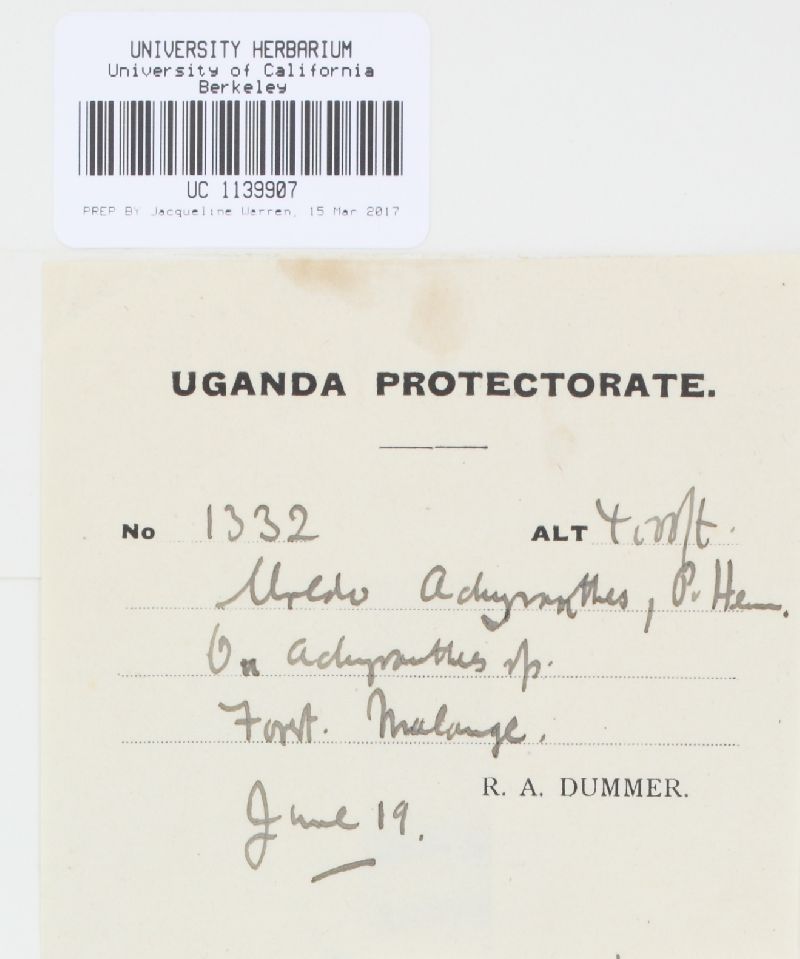 Uredo achyranthis image