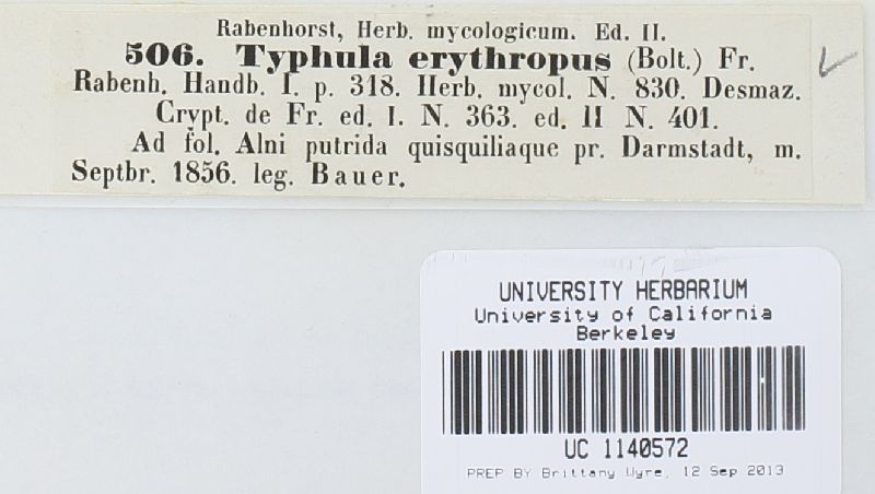 Typhula erythropus image