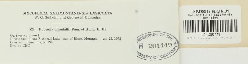 Puccinia crandallii image
