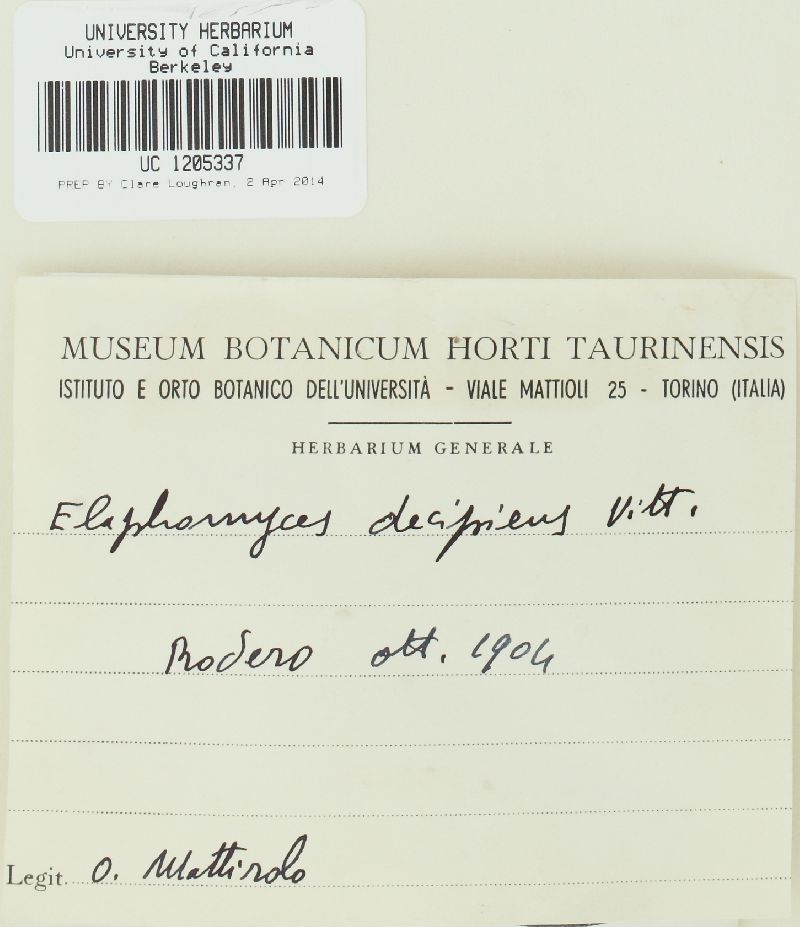 Elaphomyces decipiens image