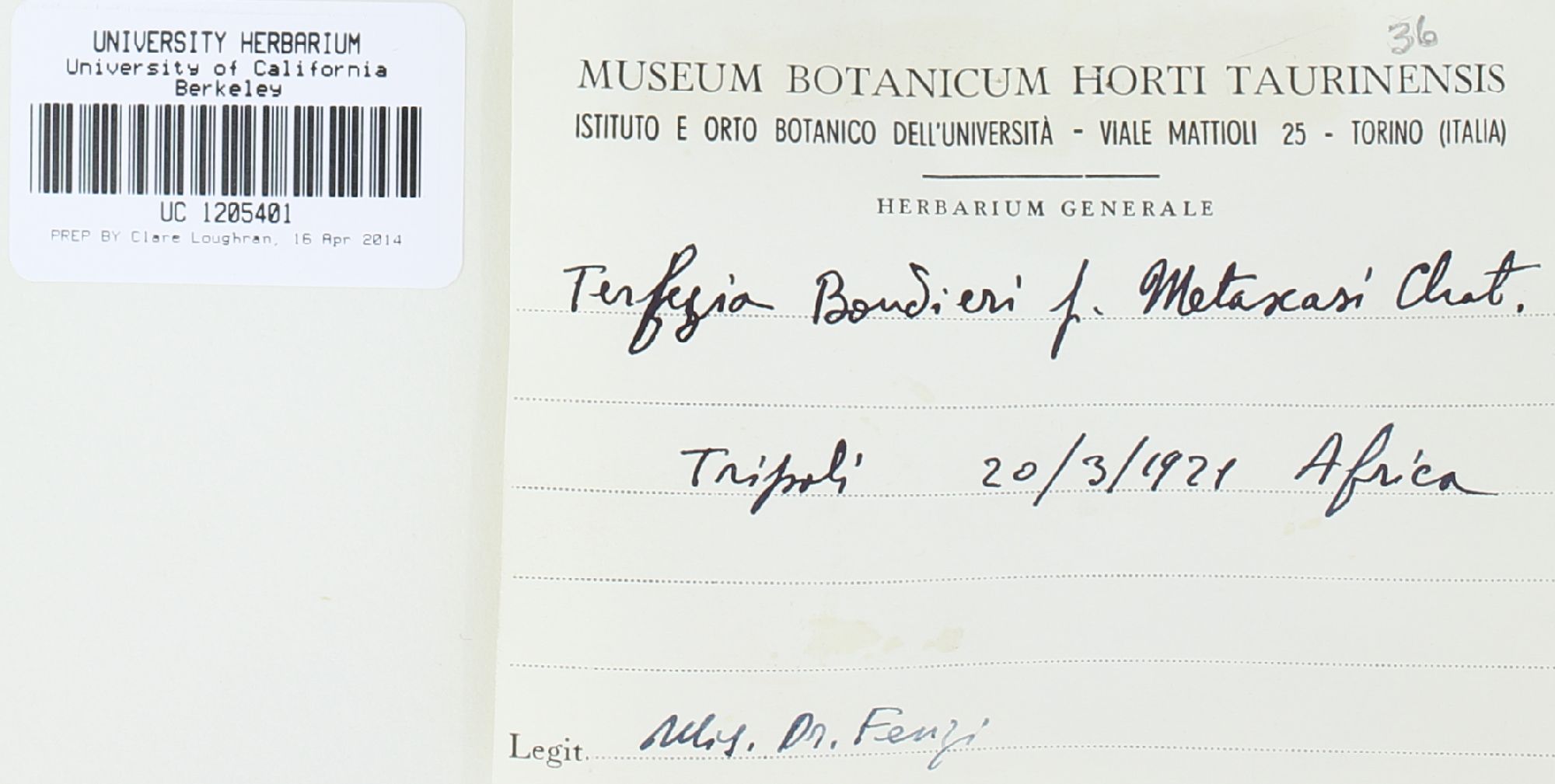 Terfezia boudieri
