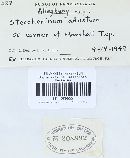 Mycorrhaphium adustum image