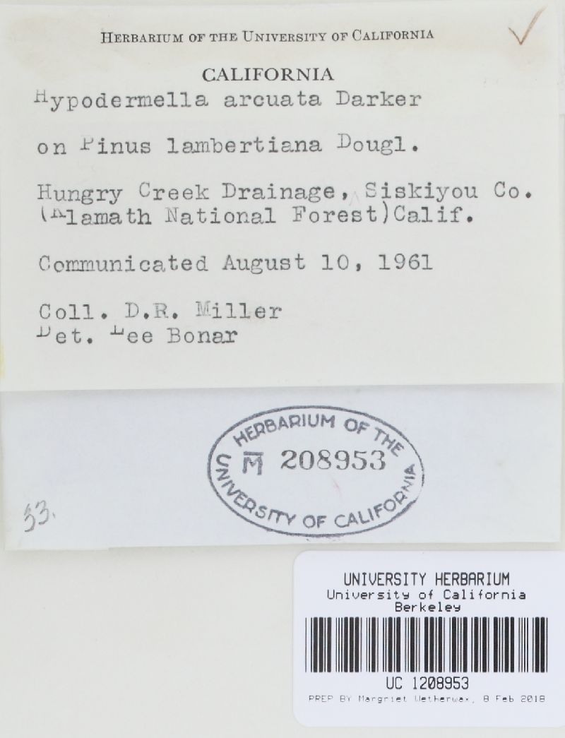 Lophodermella arcuata image