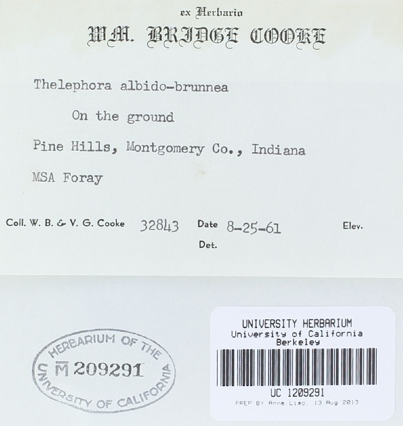 Thelephora albidobrunnea image
