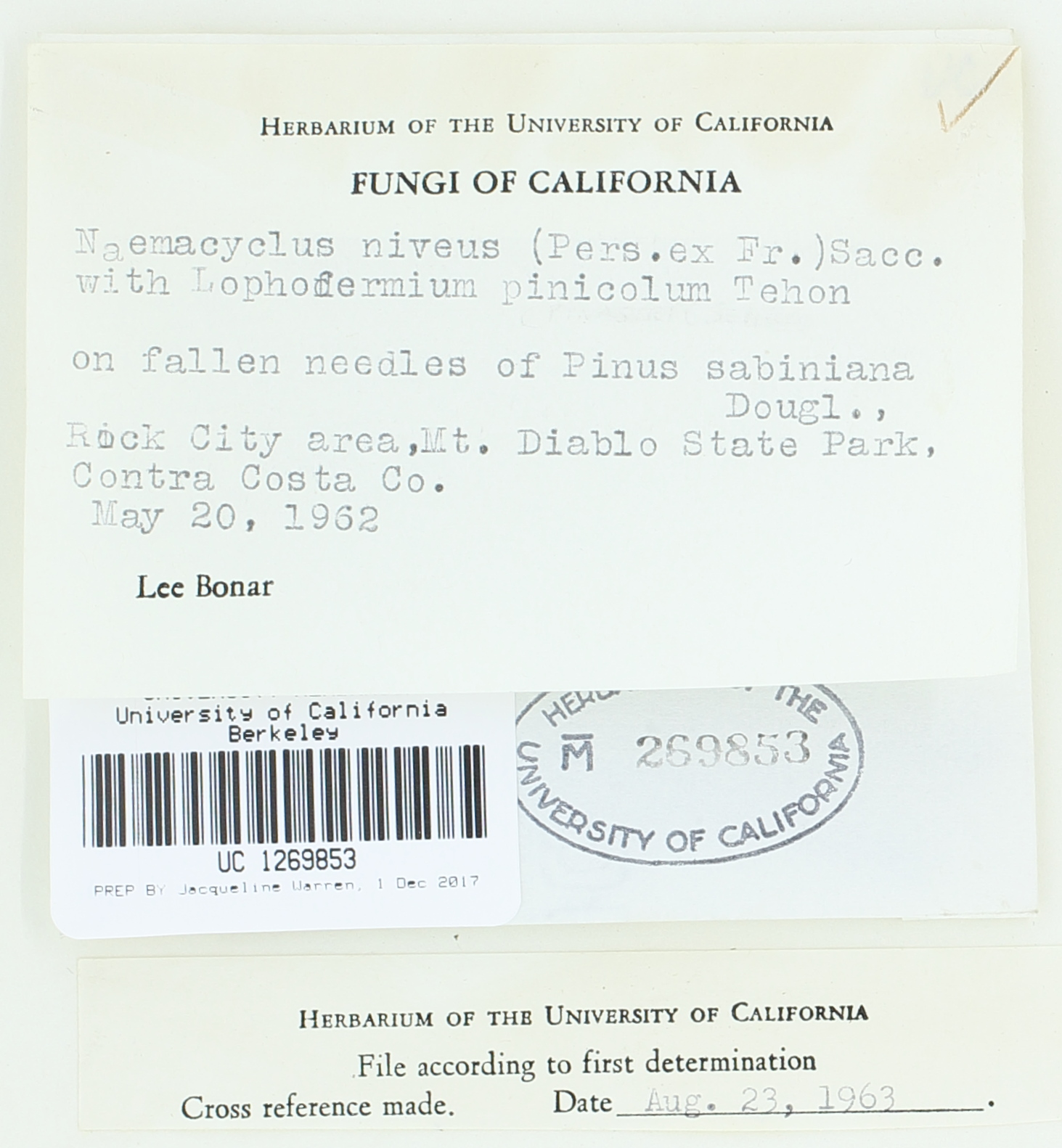 Cyclaneusma niveum