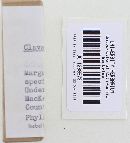 Clavulina coralloides image