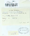 Urocystis ranunculi image