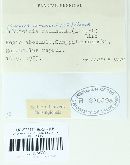 Urocystis ranunculi image