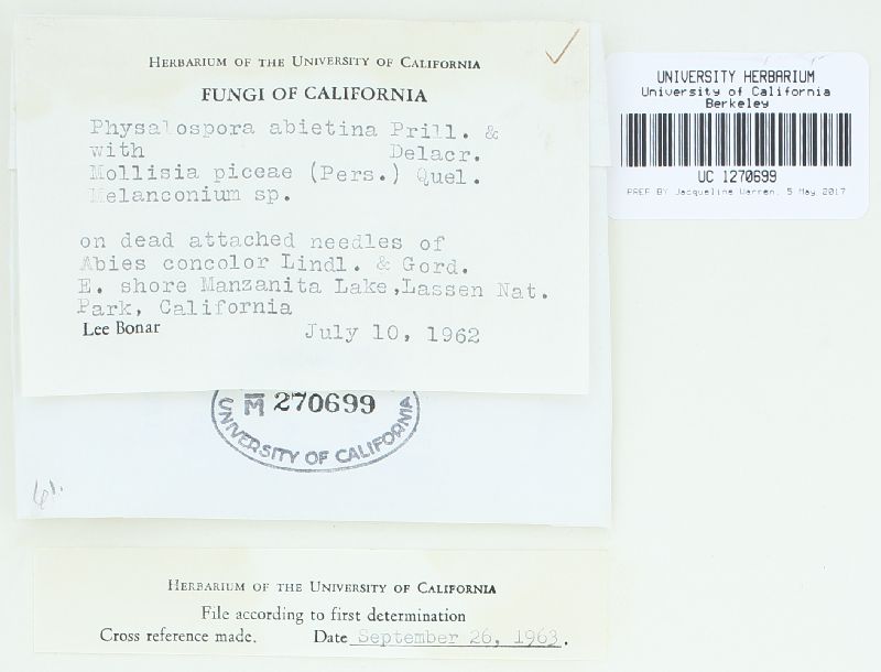 Botryosphaeria abietina image