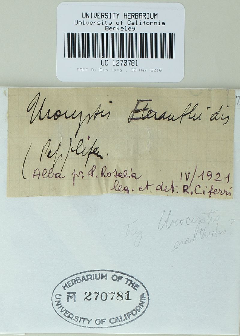 Urocystis eranthidis image