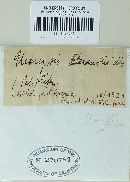 Urocystis eranthidis image