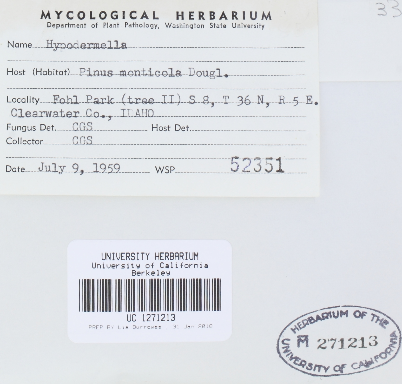 Hypodermella thumbnail