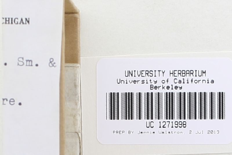 Hygrophorus pacificus image