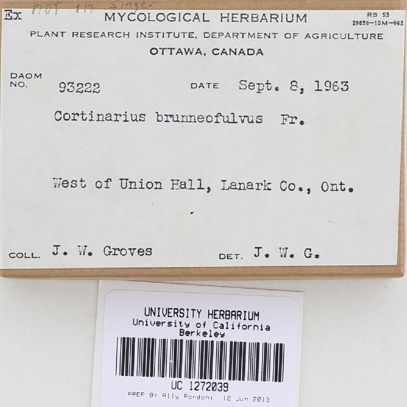 Cortinarius brunneofulvus image