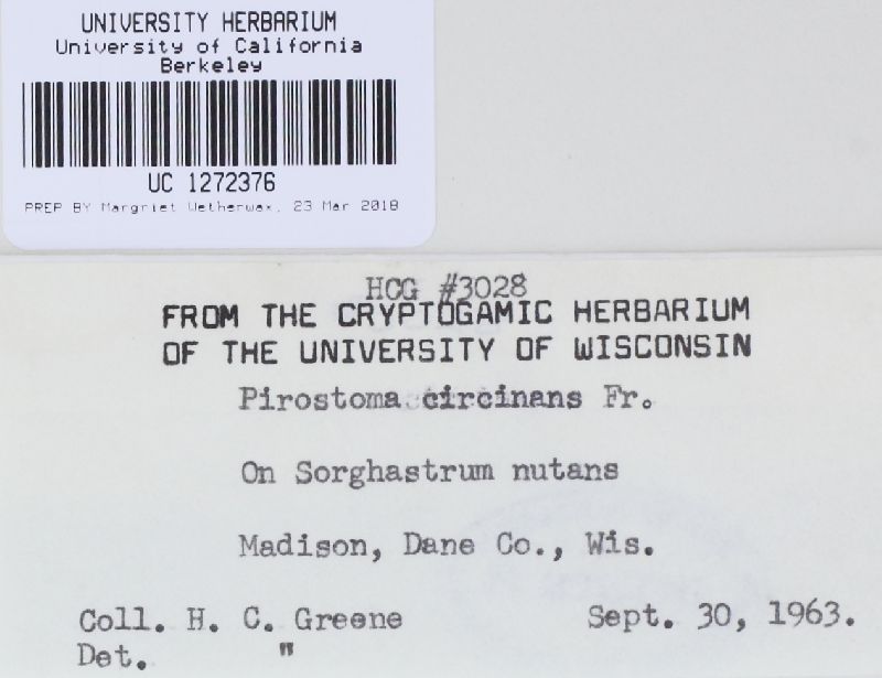 Pirostoma circinans image