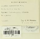 Puccinia chaerophylli image