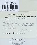 Pucciniastrum epilobii image