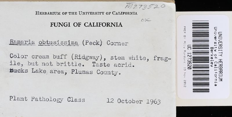 Ramaria obtusissima image