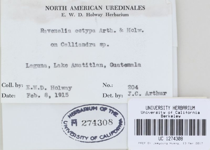 Ravenelia ectypa image