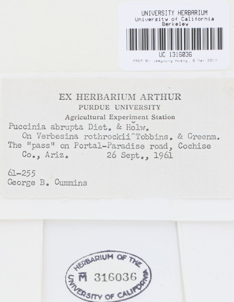 Puccinia ximenesiae image