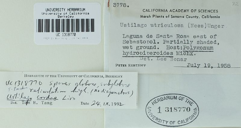 Microbotryum cordae image