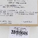 Cortinarius armillatus image