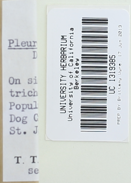 Pleurotus subareolatus image