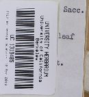 Naucoria pennsylvanica image