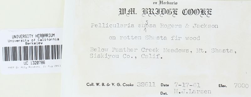 Botryobasidium ansosum image