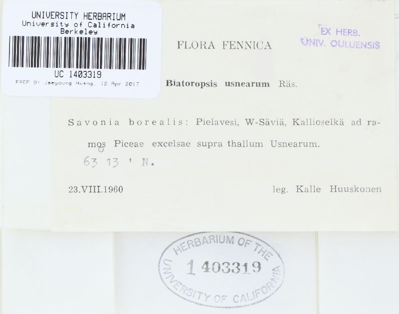 Abrothallus usneae image